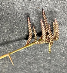 Eragrostis dielsii