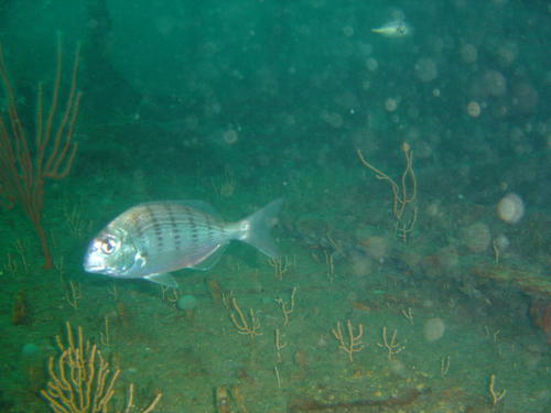 Rhabdosargus globiceps