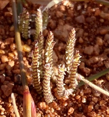 Eragrostis dielsii