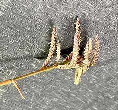 Eragrostis dielsii