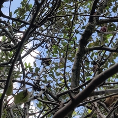 Pycnonotus leucogenys