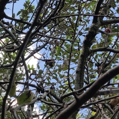 Pycnonotus leucogenys