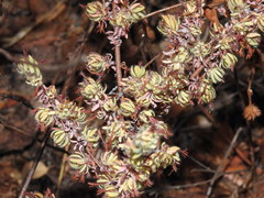 Thymelaea villosa