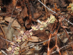 Thymelaea villosa