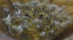 Austrominius modestus