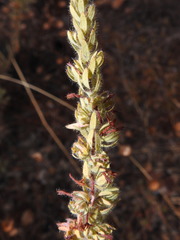 Thymelaea villosa
