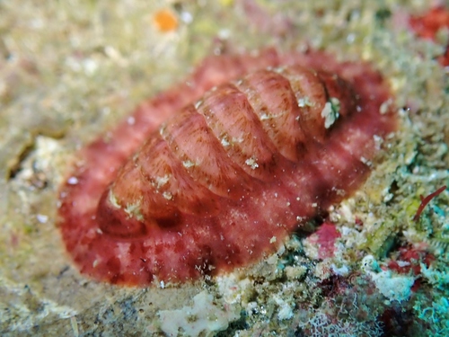 Representative image of Callochiton doriae