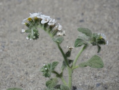 Heliotropium hirsutissimum