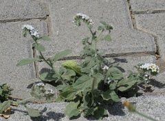 Heliotropium hirsutissimum