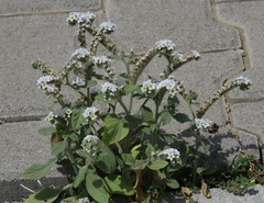 Heliotropium hirsutissimum