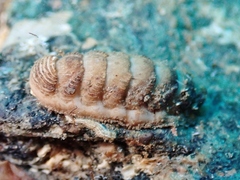 Lepidopleurus cajetanus