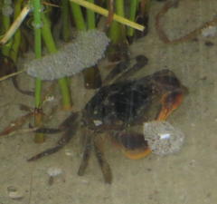 Parasesarma catenatum