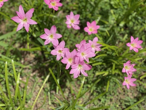 Zephyranthes carinata