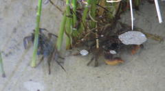 Parasesarma catenatum