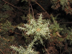 Ulex argenteus argenteus