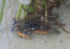 Parasesarma catenatum