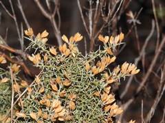 Ulex argenteus argenteus