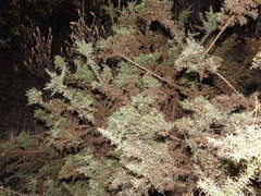 Ulex argenteus argenteus