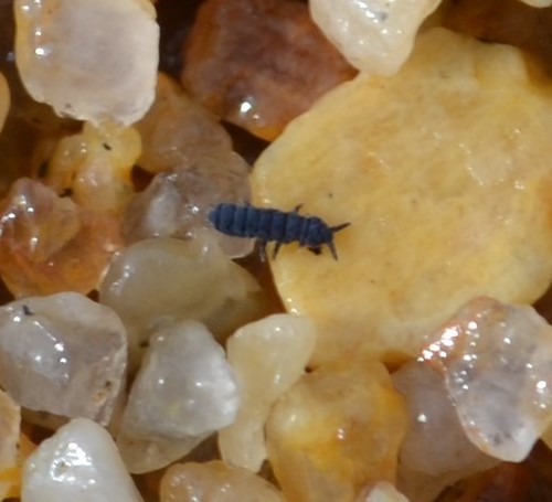 photo of Seashore Springtail (Anurida maritima)