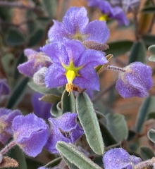Seringia integrifolia