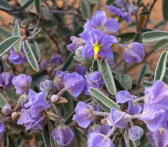 Seringia integrifolia