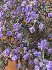 Seringia integrifolia