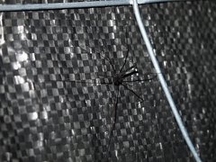 Pantopsalis albipalpis