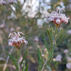Grevillea sphacelata
