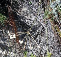 Pelargonium pillansii