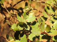 Quercus × avellaniformis