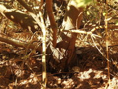 Quercus × avellaniformis