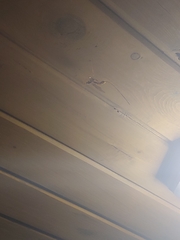 Megarhyssa macrurus icterosticta