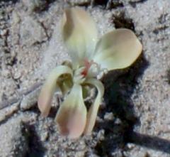 Pelargonium pillansii
