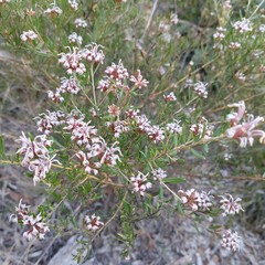 Grevillea sphacelata