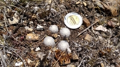 Mammillaria albiflora