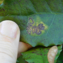 Epiphthora melanombra