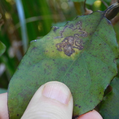 Epiphthora melanombra