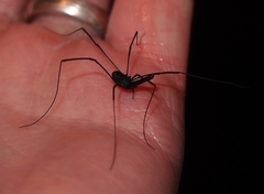 Pantopsalis albipalpis