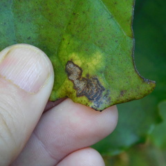 Epiphthora melanombra