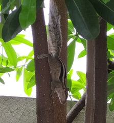 Funambulus pennantii