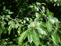 Pyrus betulifolia
