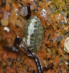 Lepidochitona cinerea