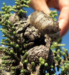 Caerostris sexcuspidata