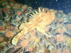 Scorpaena scrofa