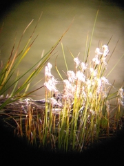 Trichophorum alpinum