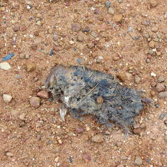 Chrysochloris asiatica