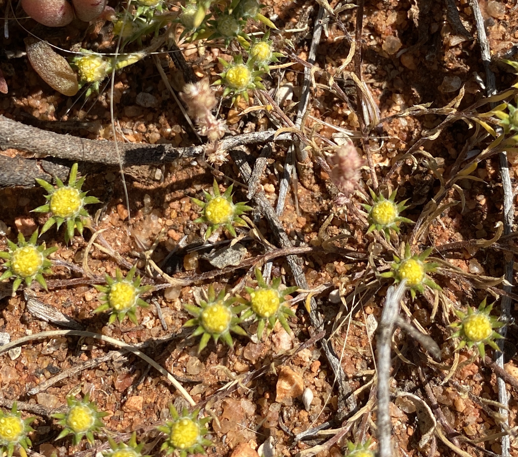 Pogonolepis stricta Steetz