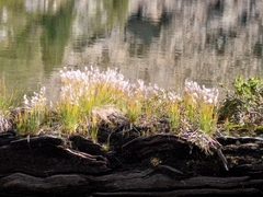 Trichophorum alpinum