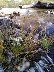 Trichophorum alpinum