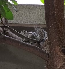 Funambulus pennantii